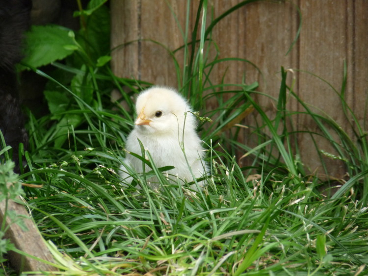 Little chick