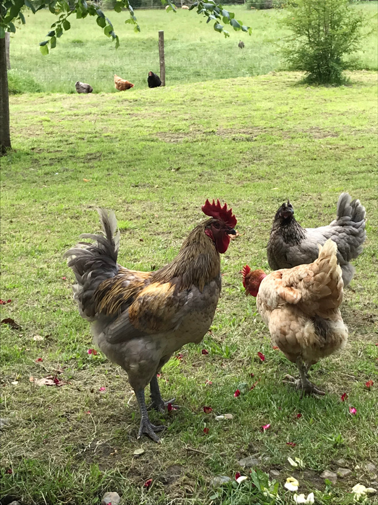 Poules