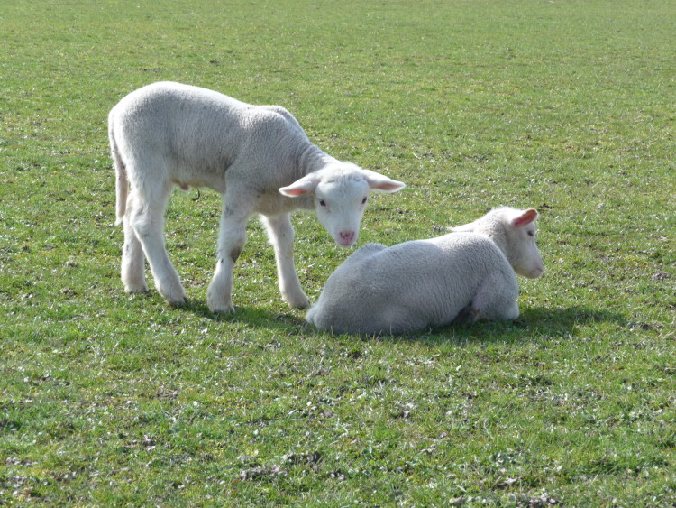 Lambs