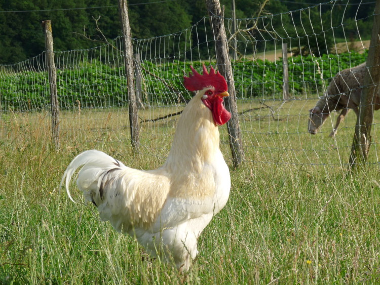 Rooster