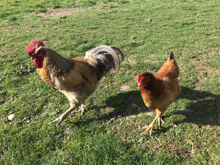 Gallo y gallina