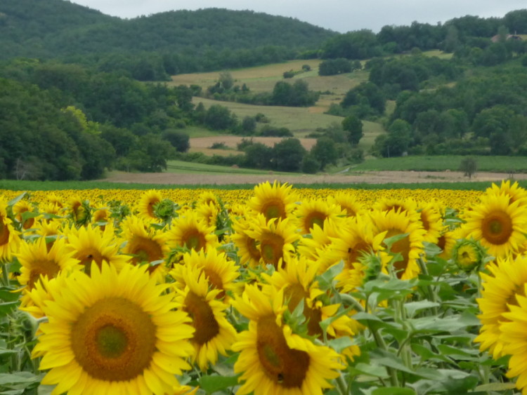 Los campos de girasoles