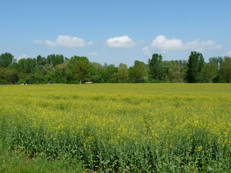 Campos de colza