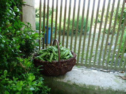 Vegetable garden