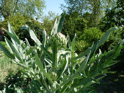 Vegetable garden